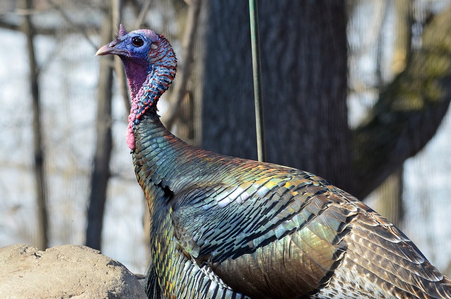 Wild Turkey by Courtney Celley/USFWS, Midwest Region is available through Public Domain.